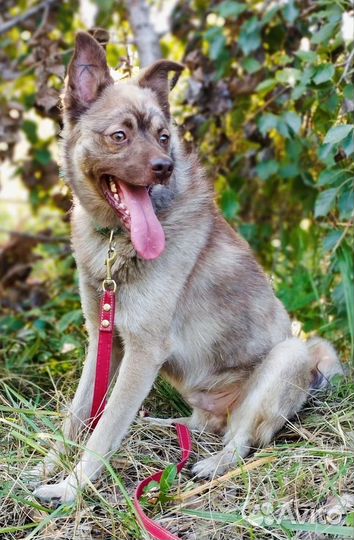 Собака в добрые руки отдам бесплатно