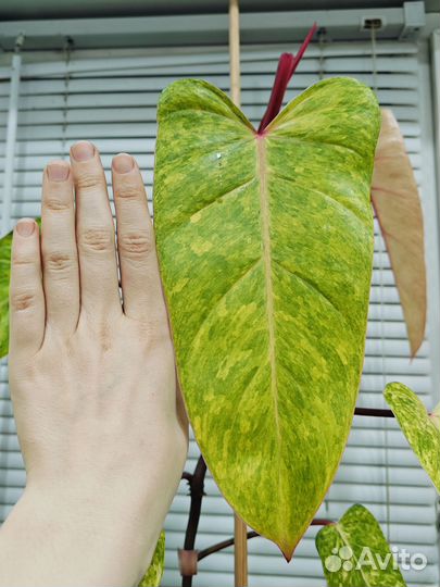 Филодендрон медуза