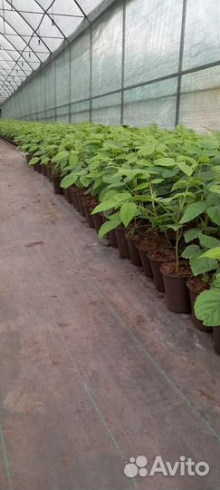 Саженцы малины