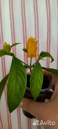 Пахистахис жёлтый