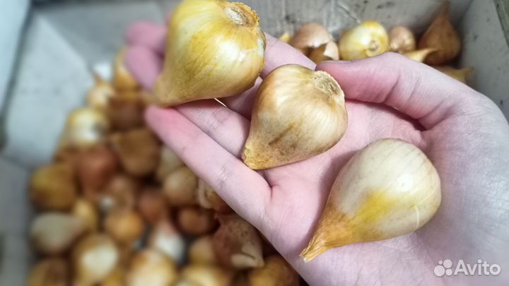 Луковицы голландских тюльпанов