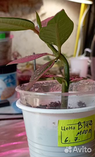 Плюмерия Blue Moon