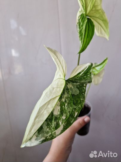 Сингониум imperial white