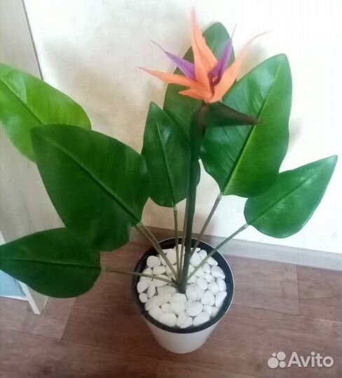 Стрелиция, шефлера