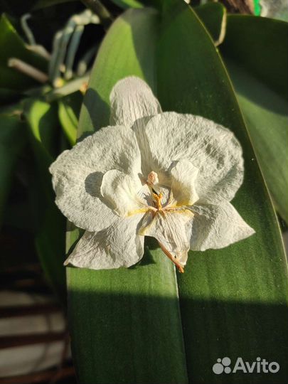 Сушеные цветы фаленопсиса белого