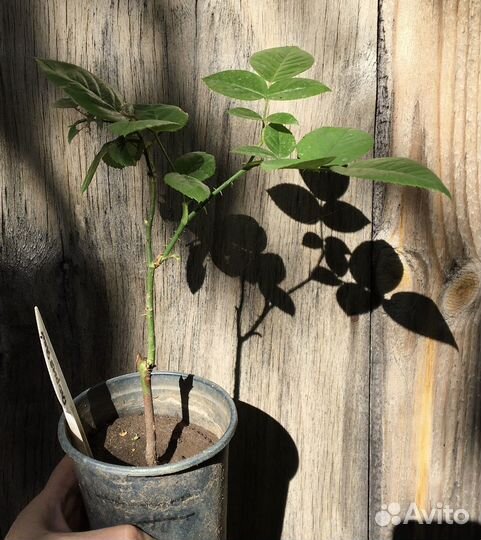 Роза Rosa 'Gloria Dei'