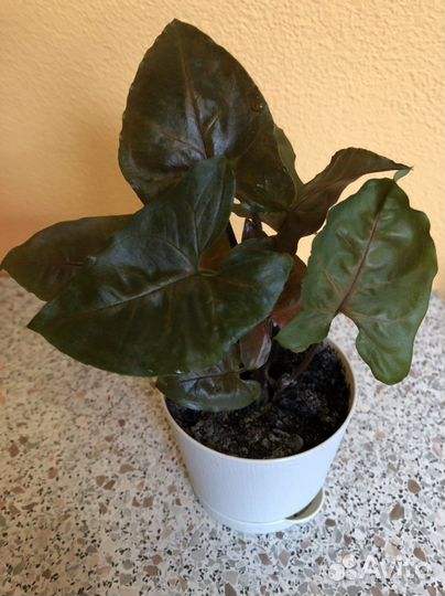 Сингониум Мария Берри Ред Эрроу Моттлед ред Харт