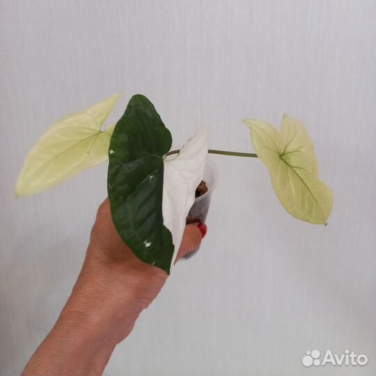 Сингониум imperial вайт, Клубничный лёд и др