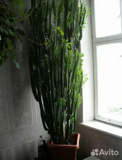 Молочай трехгранный