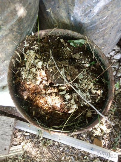 Конский навоз в мешках 50кг