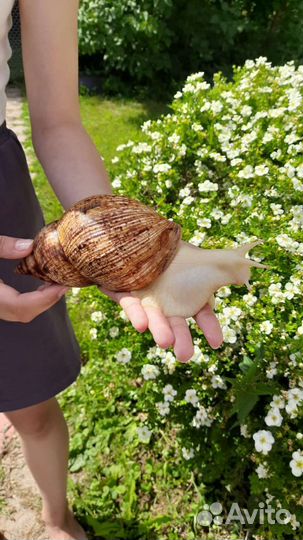 Улитка ахатина