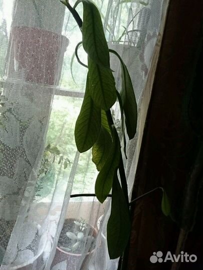 Синадениум Гранта. дерево любви