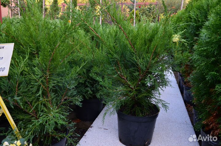 Можжевельник средний Минт Джулеп