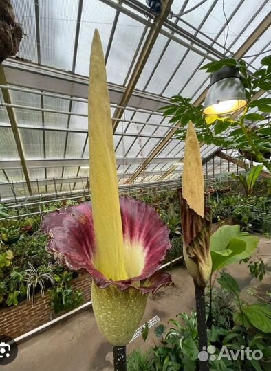 Amorphophallus Gigas-сеянец