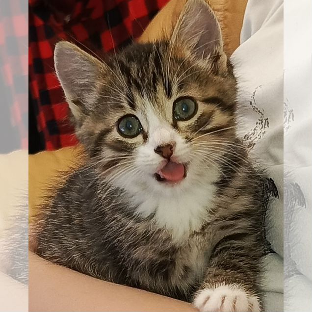Котёнок в добрые руки