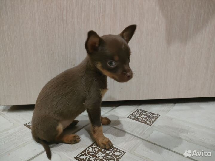 Той-терьер щенок