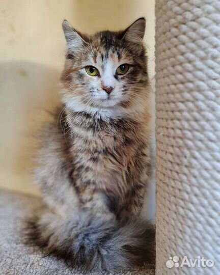 Кошка в дар бесплатно