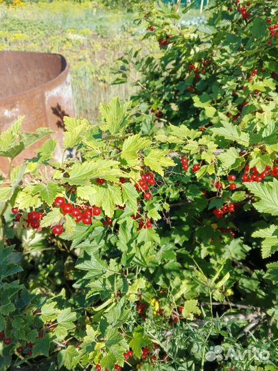 Красная Смородина