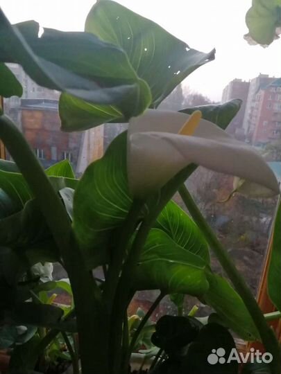 Калла Эфиопская