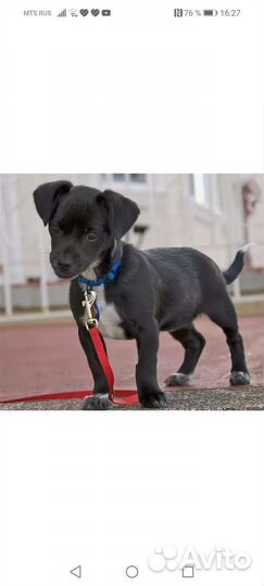 Собачка можем выгуливать