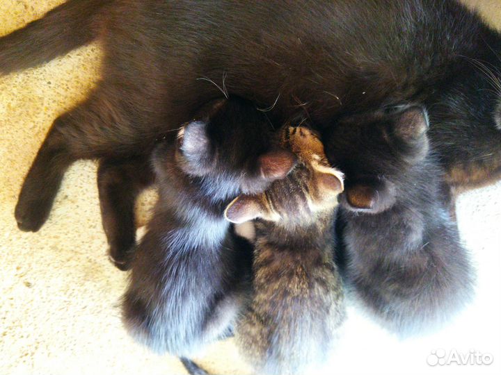 Котята в добрые руки