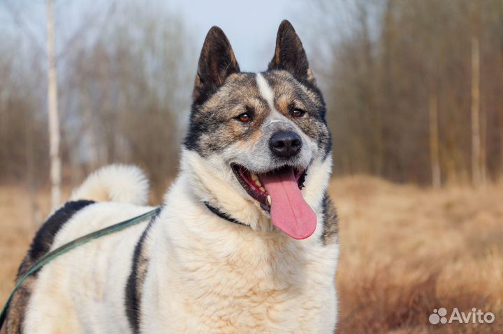 Алтай в Добрые Руки