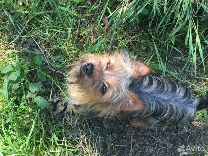 Терьерчики Силки