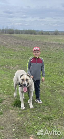 Вязка алабай