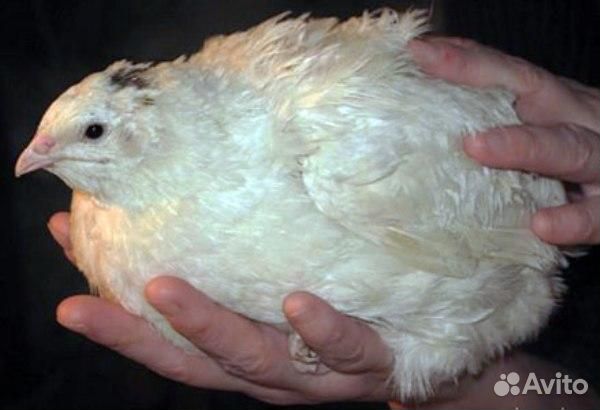 Инкубационные перепелиные яйца