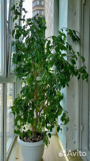 Фикус беджамина