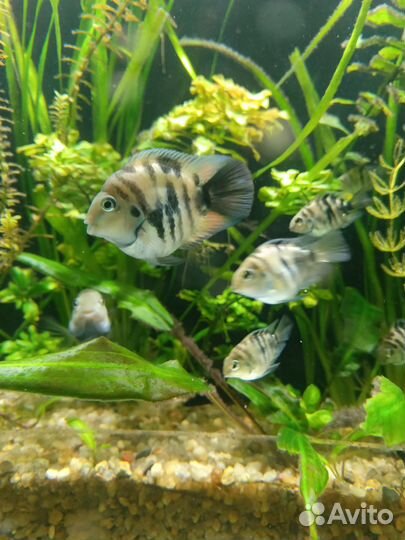 Аквариумные рыбки и не только