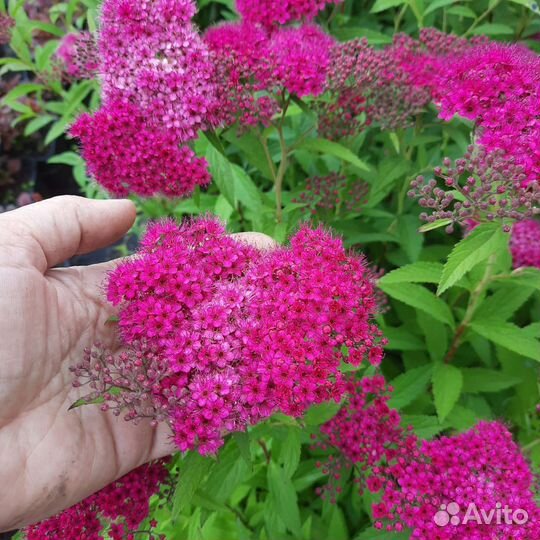 Спирея японская 