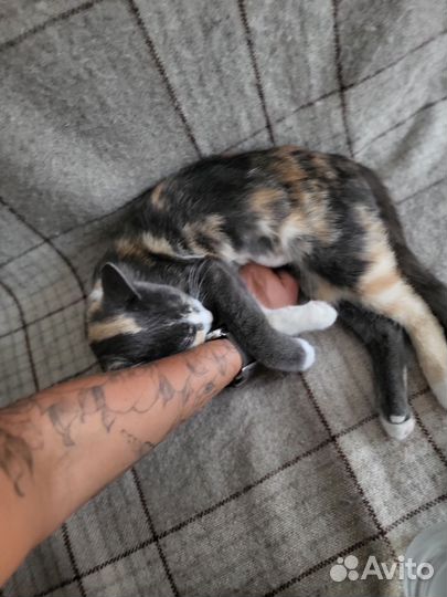 Кошка в добрые руки