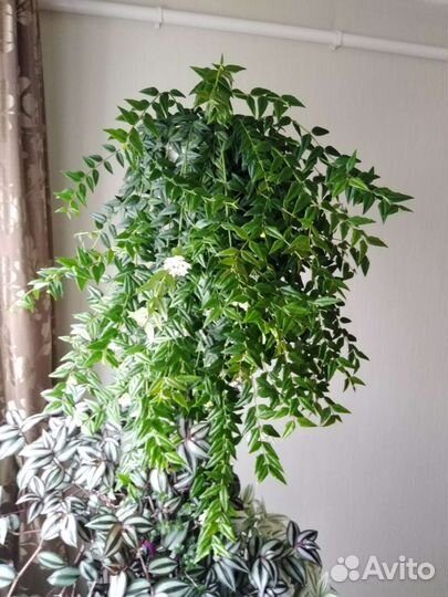 Хойя великолепная