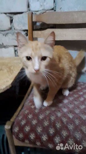 Ответственным хозяевам