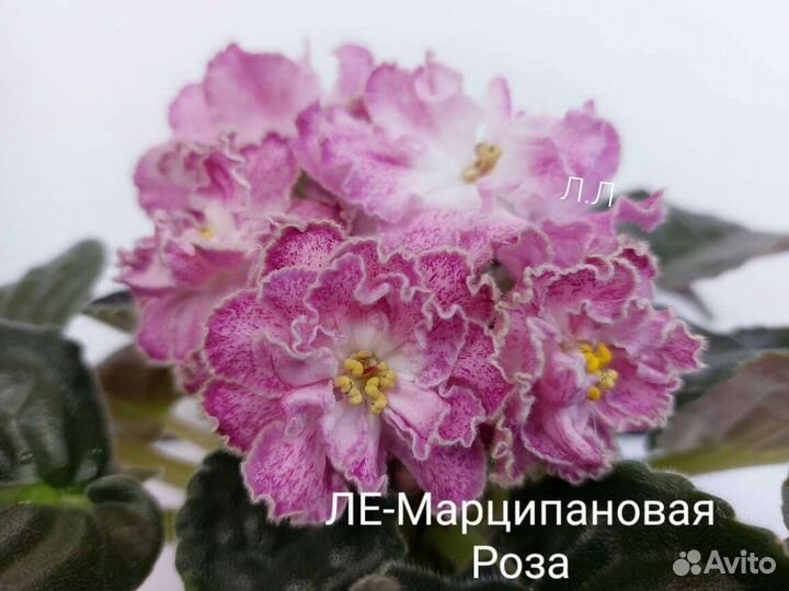 Фиалки сортовые