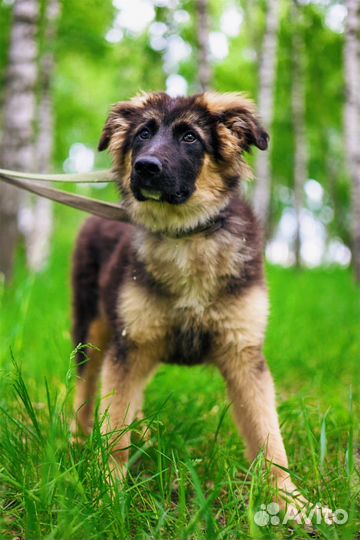 Очаровательный щенок из приюта ищет родитеоей