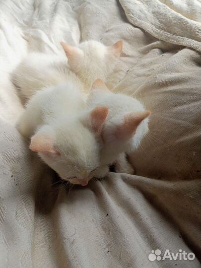 Котята Ред Пойнт