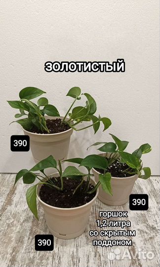 Пиктус, золотистый, Неон, диффенбахия, стапелия