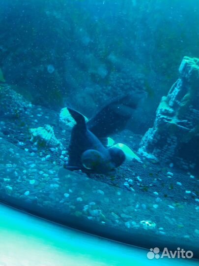 Аквариум телевизор 55л