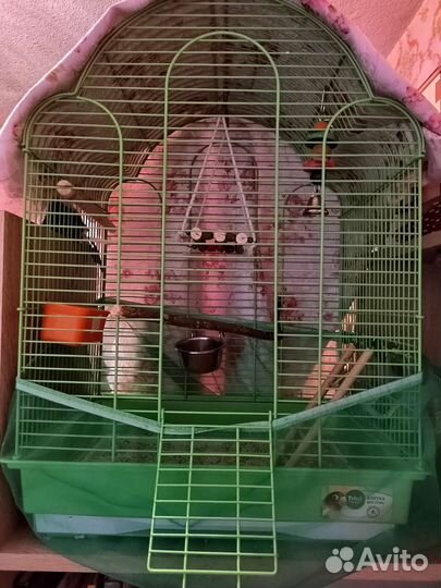 Волнистый попугай с клеткой