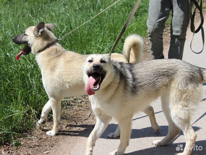 Щенки