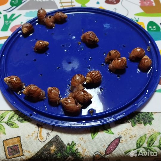 Улитки ахатины бесплатно