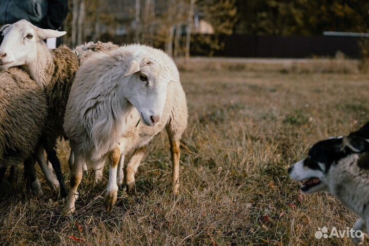 Обучение пастьбе овец