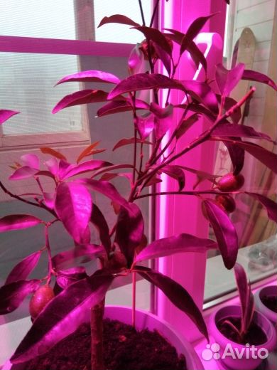 Дерево Кумкват(золотое яблоко)