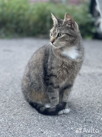 Котенок девочка