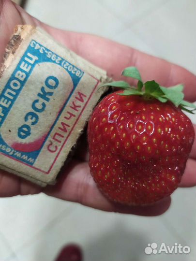 Клубника, ежевика, шелковица, гортензии