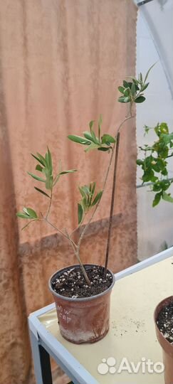 Олива, оливковое дерево. Готовы к цветению