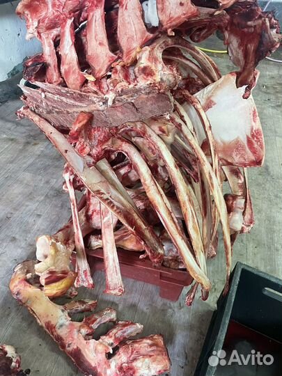 Кости крс животным бесплатно