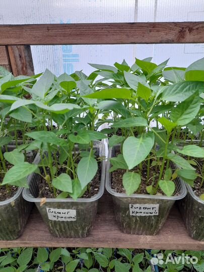 Рассада овощей